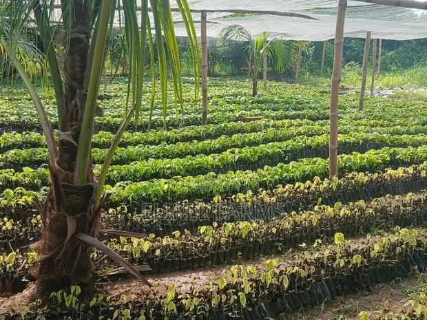Quality Cocoa Seedlings for Sale · Photo 1