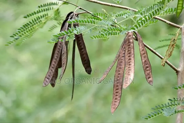 Acacia Tree Seedling/Plant · Photo 2