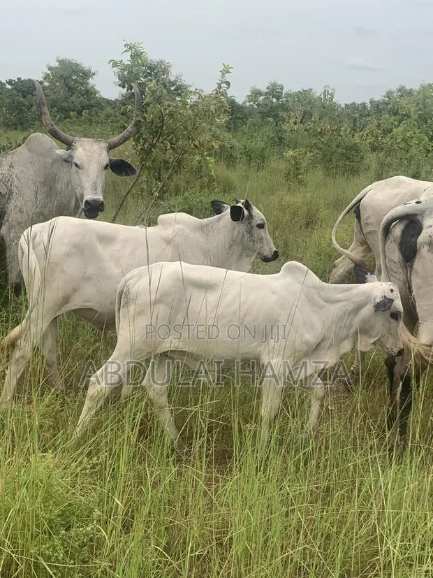 Healthy and Good Smell Cows · Photo 1