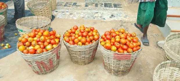 Freshly Harvested Tomatoes · Photo 1