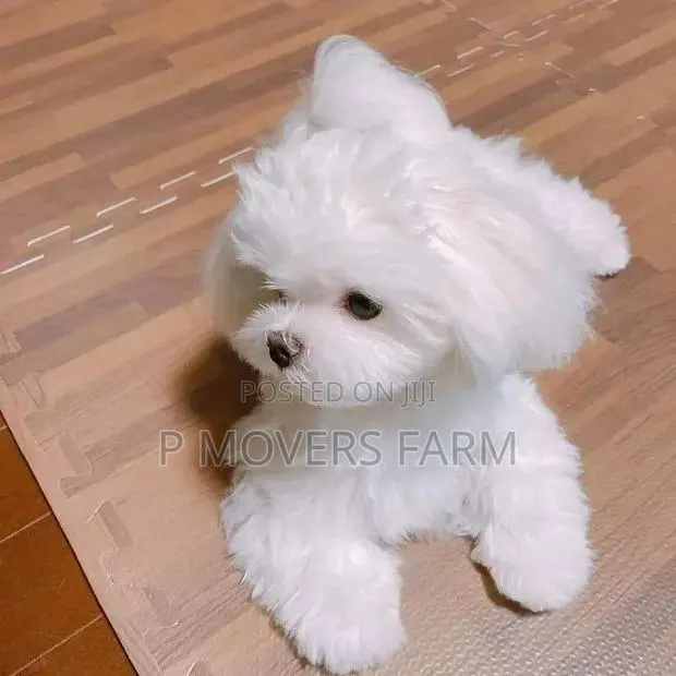 1-3 months Male Purebred Maltese · Photo 1