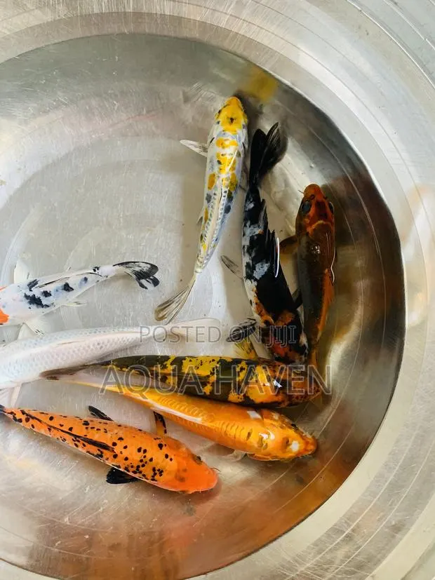 Jumbo Koi Fishes · Photo 4