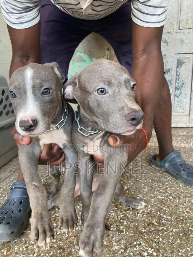 1-3 months Female Purebred American Pit Bull Terrier · Photo 1