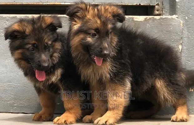 1-3 months Female Purebred German Shepherd · Photo 1