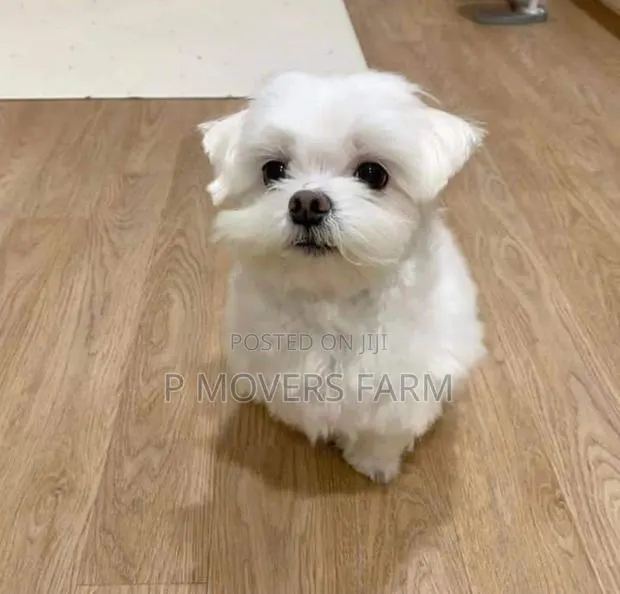 1-3 months Male Purebred Poodle · Photo 1