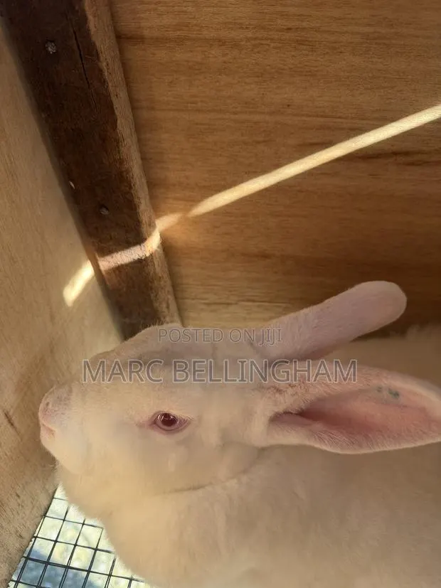 Newzealand Red Rabbit · Photo 4