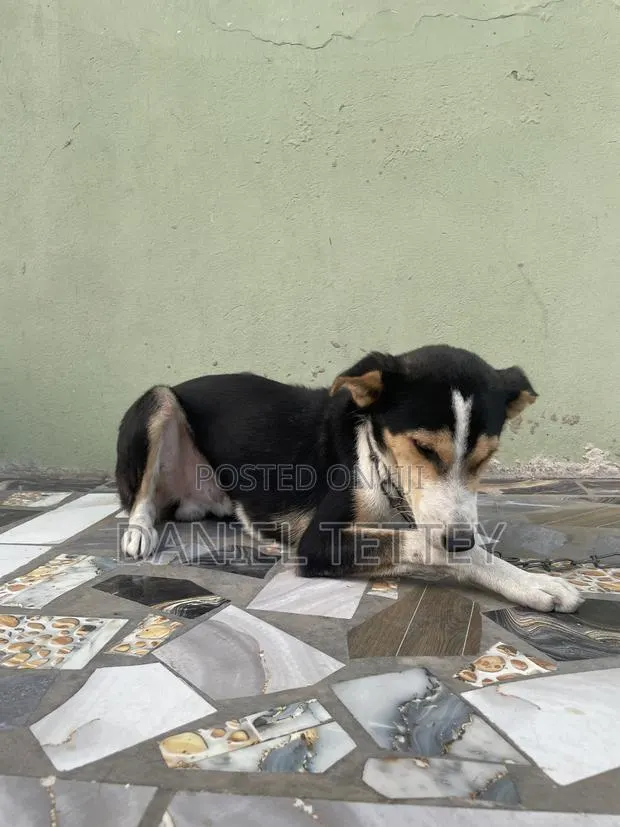 6-12 months Male Mixed Breed Mongrel (No Breed) · Photo 1