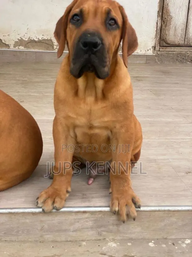 1-3 months Male Purebred Boerboel · Photo 1