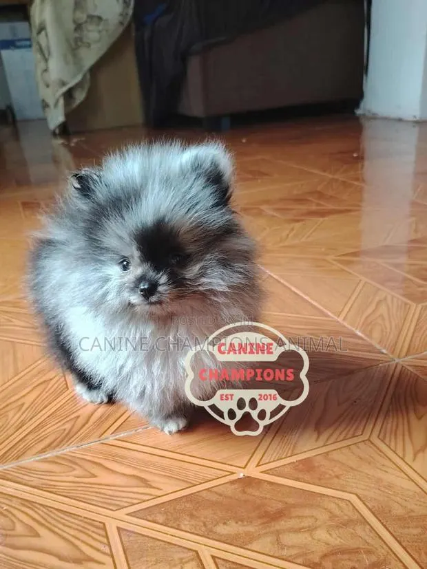 1-3 months Female Purebred Pomeranian · Photo 1