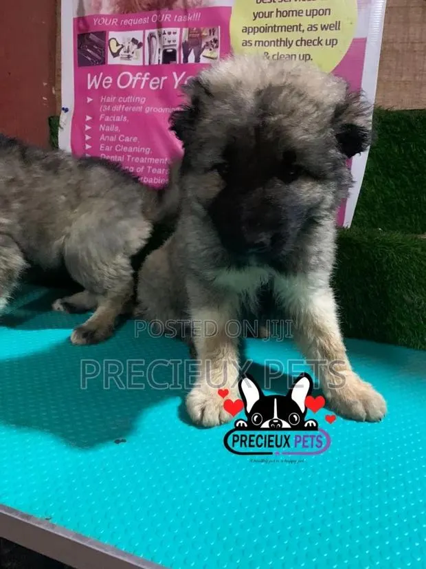 1-3 months Male Purebred Caucasian Shepherd · Photo 1