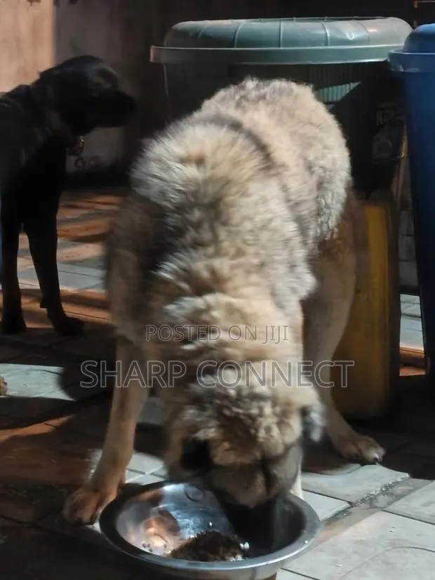 1+ year Female Purebred Caucasian Shepherd · Photo 3