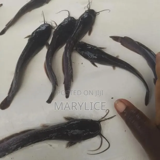 Healthy Catfish Jumbo Available · Photo 1