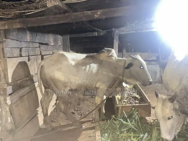 Strong Male Cow · Photo 1
