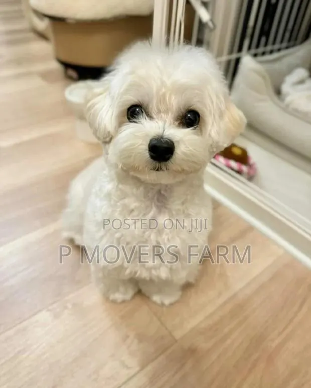1-3 months Male Purebred Maltese · Photo 1