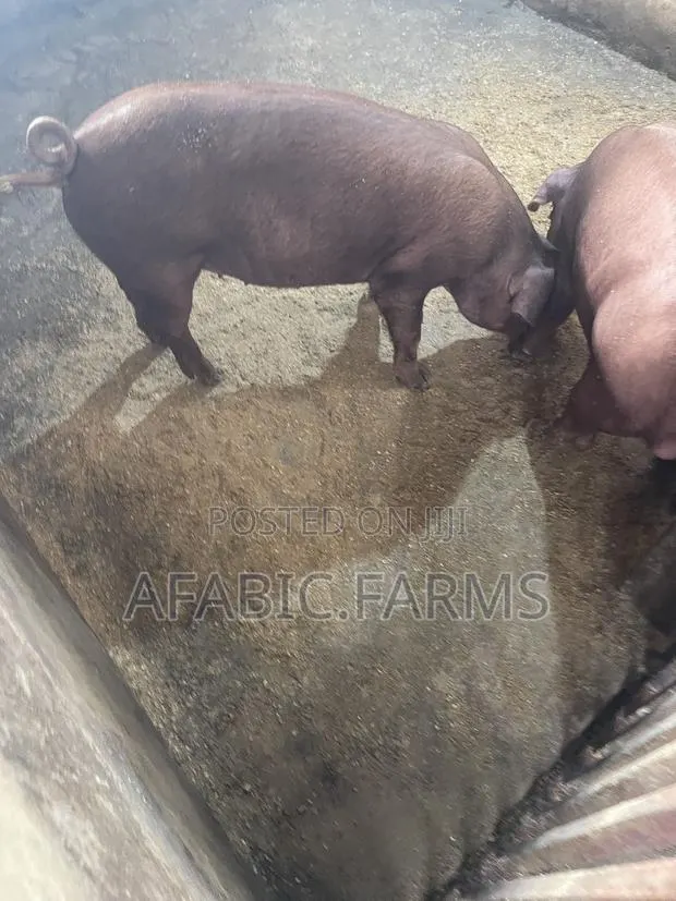 Pure Duroc Weaners for Sale · Photo 2