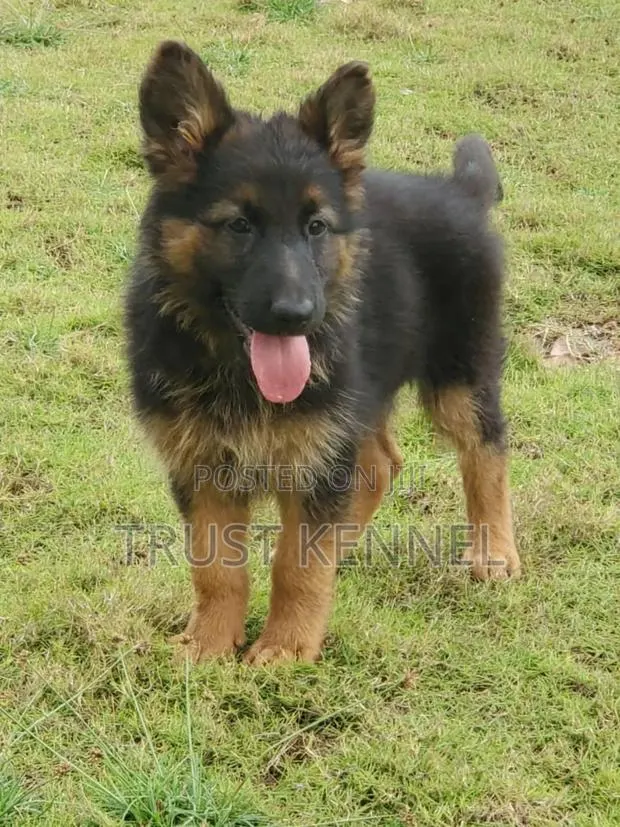 1-3 months Male Purebred German Shepherd · Photo 1