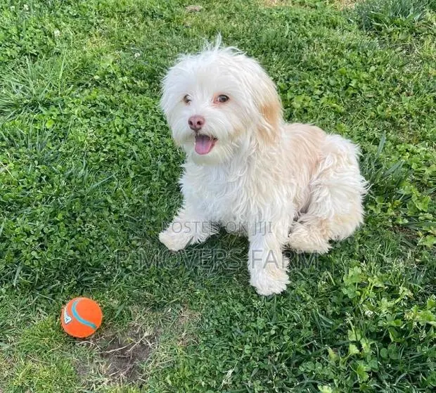 1-3 months Male Purebred Maltese · Photo 1