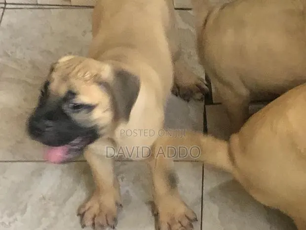 1-3 months Female Purebred Bullmastiff · Photo 1