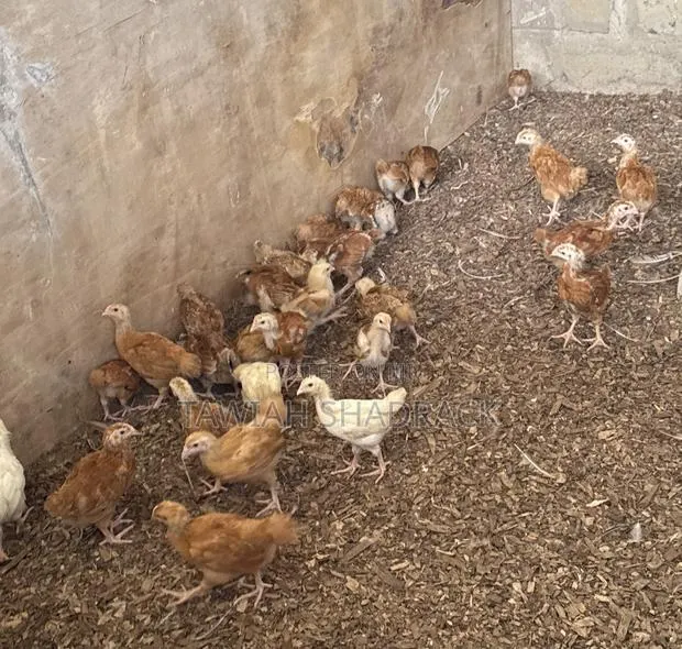 Sasso Chicks Day Old Chicks/ 3 Weeks · Photo 1