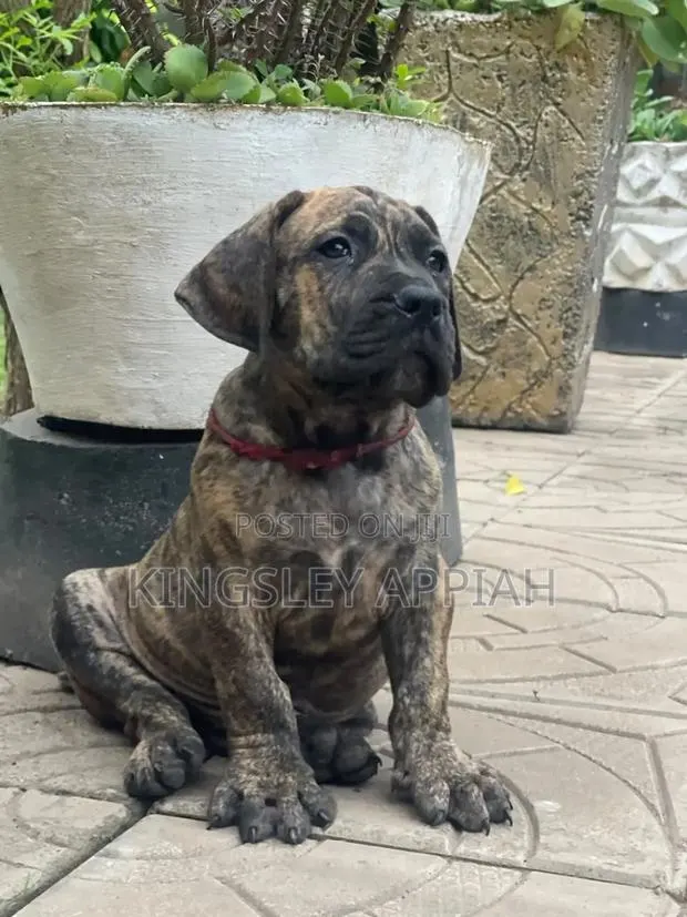 1-3 months Male Purebred Boerboel · Photo 1