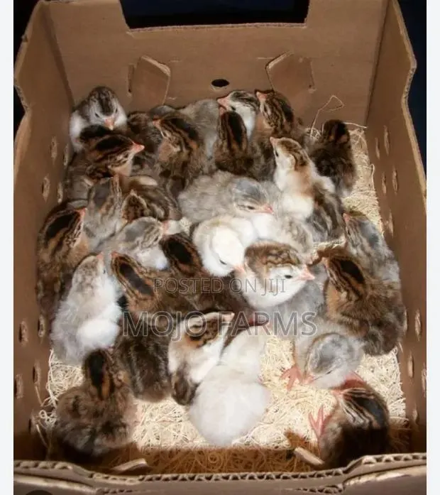 Helmet Guinea Fowl Kids. · Photo 1