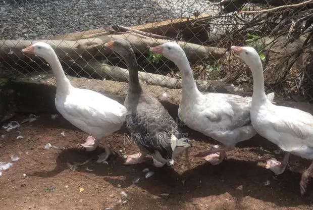 Bean Geese · Photo 2