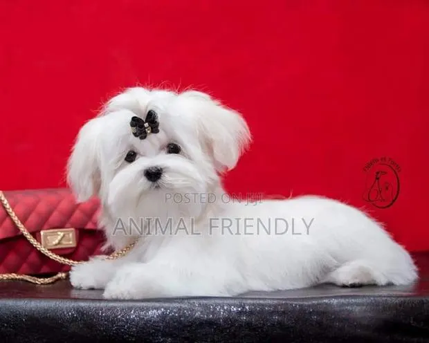 1-3 months Male Purebred Maltese · Photo 1