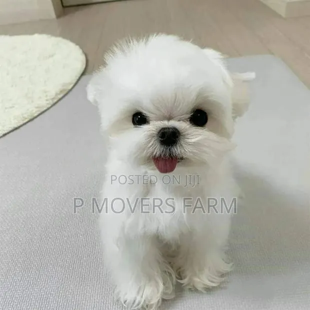 1-3 months Male Purebred Maltese · Photo 1