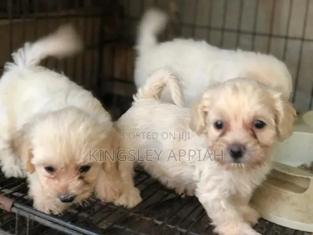 1-3 months Female Purebred Poodle · Photo 1