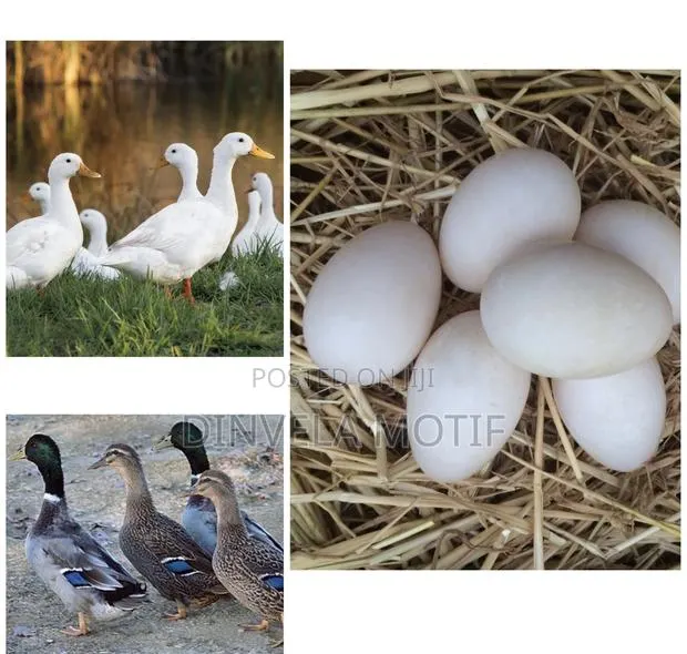 Foreign Ducks(Pekind/ Rouens) Ducks Fertile Eggs · Photo 1
