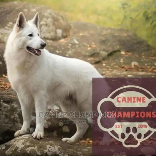 1+ year Male Purebred German Shepherd · Photo 1