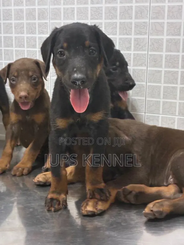 1-3 months Female Purebred Doberman Pinscher · Photo 1