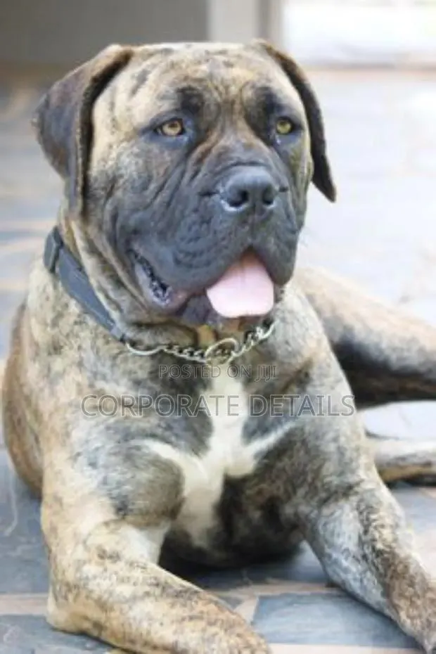 1+ year Male Purebred Boerboel · Photo 1