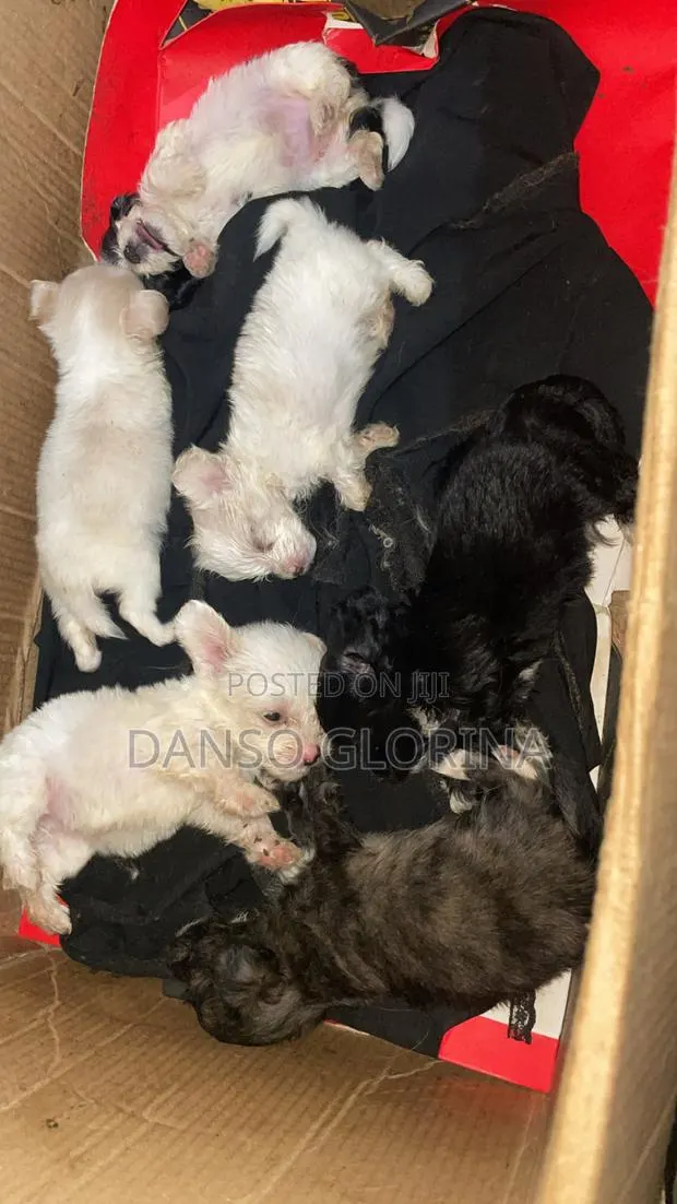 1-3 months Female Purebred Maltese · Photo 1
