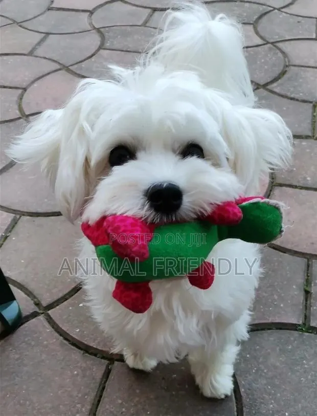 1-3 months Female Purebred Poodle · Photo 1