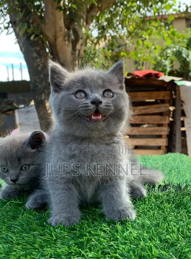 1-3 months Female Purebred British Shorthair · Photo 1
