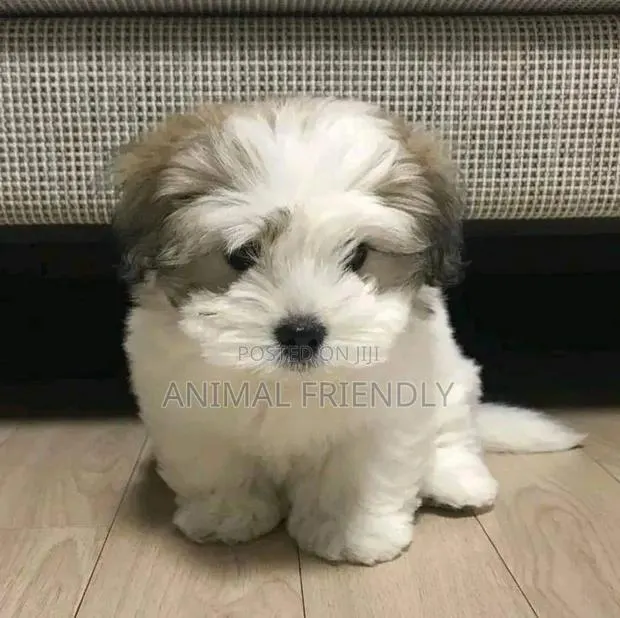 1-3 months Female Purebred Poodle · Photo 1