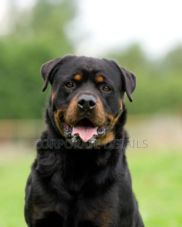 1+ year Male Purebred Rottweiler · Photo 1
