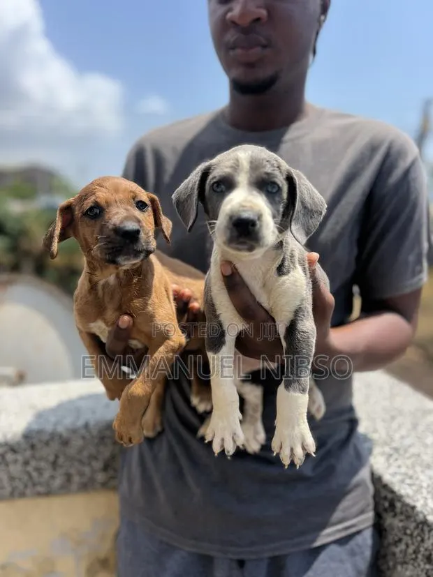 1-3 months Male Purebred American Pit Bull Terrier · Photo 1
