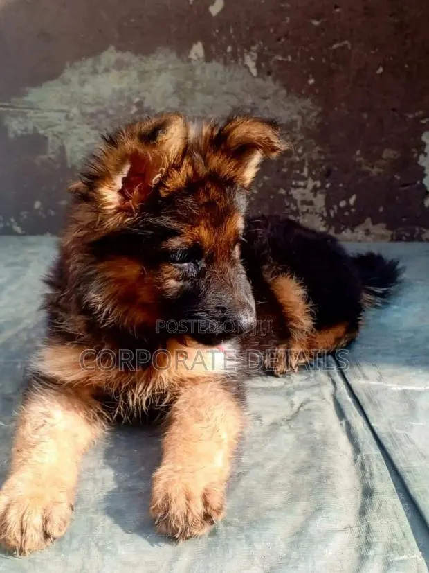 1-3 months Female Purebred German Shepherd · Photo 1