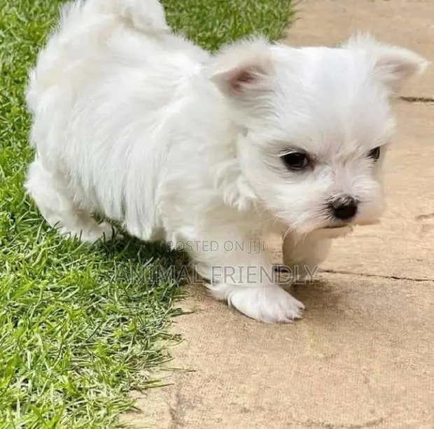 1-3 months Male Purebred Poodle · Photo 1