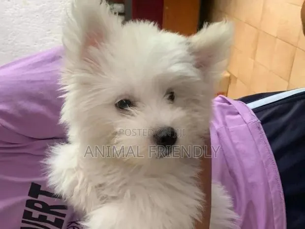 1-3 months Female Purebred Lhasa Apso · Photo 1