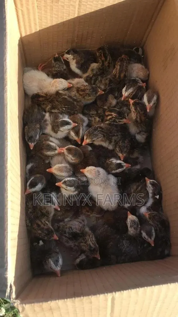 Guinea Fowl Keets For Sale · Photo 1