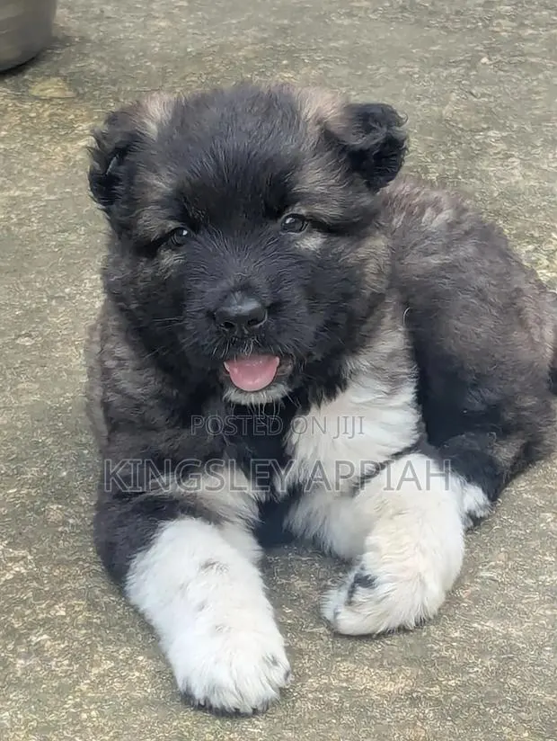 1-3 months Male Purebred Caucasian Shepherd · Photo 1
