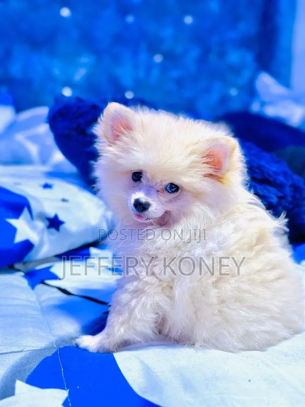 1-3 months Male Purebred Pomeranian · Photo 1