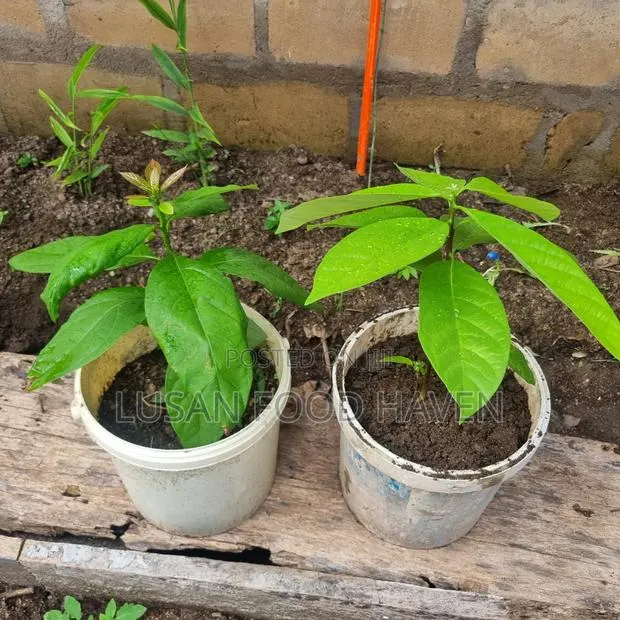 Avocado Seedling · Photo 1