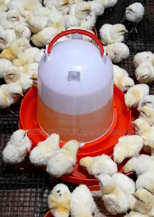 Day Old Chicks Sasso,Kruoiler,Broilers and Layers · Photo 1