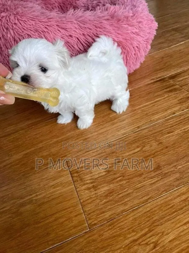 1-3 months Male Purebred Poodle · Photo 1