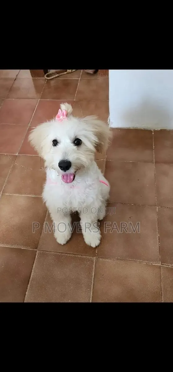 1-3 months Male Purebred Poodle · Photo 1