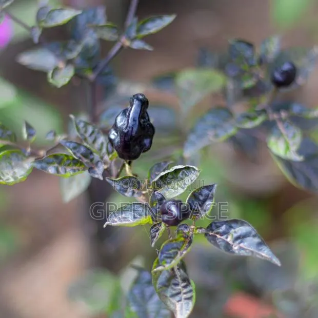 Habanero Pepper Black Plant · Photo 1